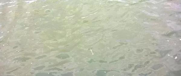 解决肠炎、偷死、白便问题！重点在这