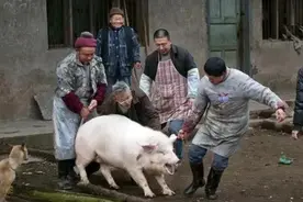 有些屠夫看着很结实，为何寿命短？老农：3个原因影响，要注意图片