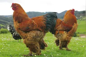 能长到1.2米高的鸡你见过吗？据称味道好，一锅应该炖不下图片