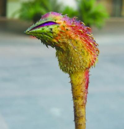 鑺″疄鏄竴绉嶄粈涔堟牱鐨勬鐗? onerror=