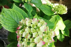 一朵花的故事······图片
