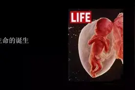 内置摄像头记录胎儿成长，18张你没见过的图揭秘生命怎么诞生图片