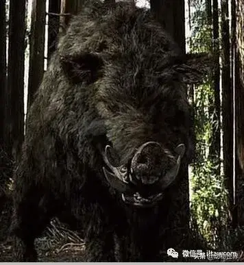 不可思议的神秘动物（四）