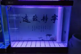 提醒新鱼友，不要在养鱼过程中，做这些自相矛盾的操作图片