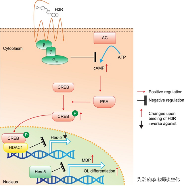 氨基酸衍生物代谢（三）
