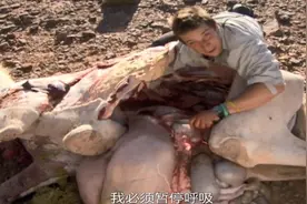 【贝尔独闯撒哈拉沙漠】吃了一头骆驼！！！！！图片