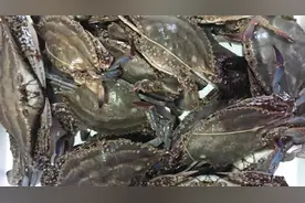 梭子蟹养殖技术 梭子蟹养殖视频教程