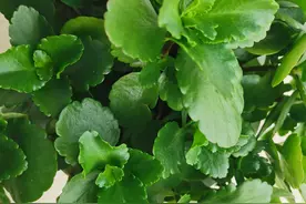 中国历年高考数据统计图片