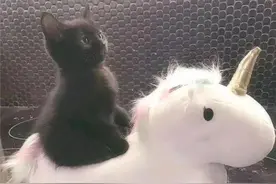 适合新手饲养的猫咪品种，颜值高，性格好，一见你就忘不了图片