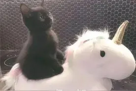 适合新手饲养的猫咪品种，颜值高，性格好，一见你就忘不了图片