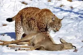 大兴安岭发现用3条腿走路的狼！狼抢走猞猁的猎物，猞猁咬死幼狼图片