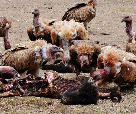 高中生物学习经验分享