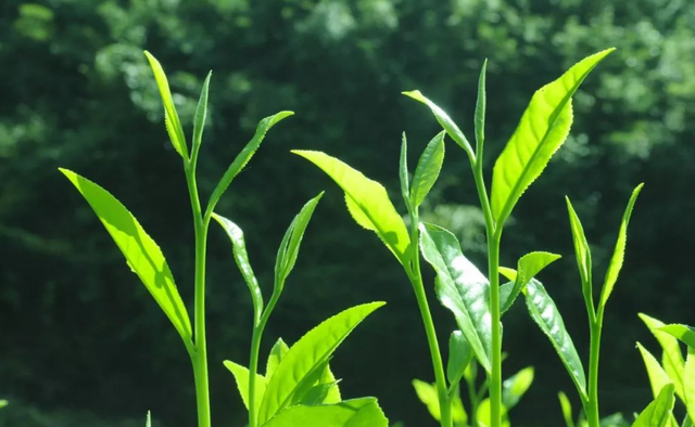 为何老话说“要喝茶，秋白露”？白露茶好在哪里？怎么喝更健康？