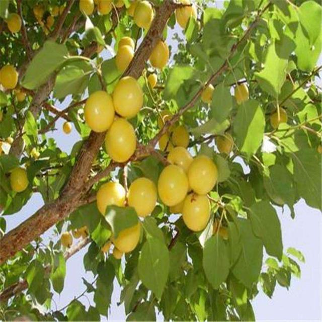 清华学霸理综292分，他说学好理综只需要记这些口诀！