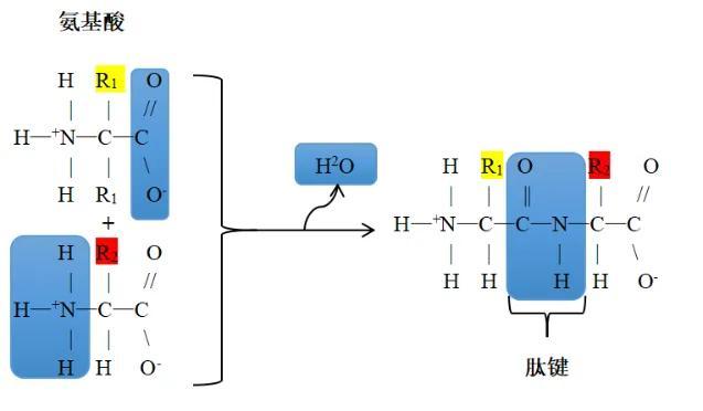 低聚肽的作用 2025年大鲵低聚肽的作用