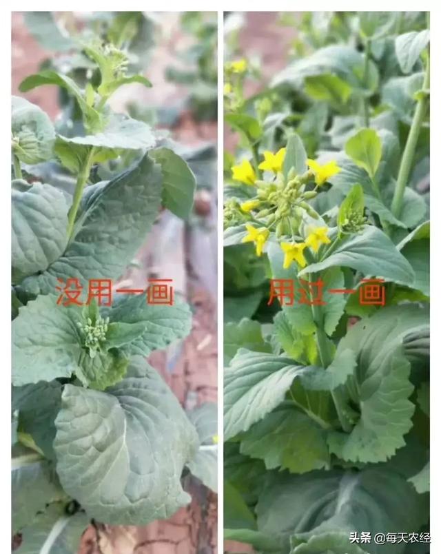 新型一画有机氮肥横空出世，效果吊打传统尿素