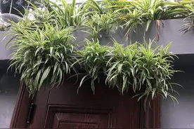 吊兰根茎已经爆盆，想给吊兰换盆，需要打散分株还是换大盆？图片
