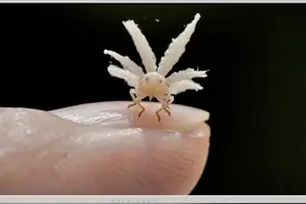 昆虫摄影：小常识，为什么昆虫幼体，有幼虫和若虫两种叫法图片