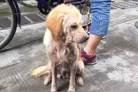 救助流浪动物，别光做伸手党，要救就必须动真格去救图片