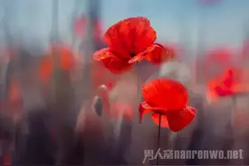 摄影知识丨拍摄技巧详解：对焦、构图、永光图片