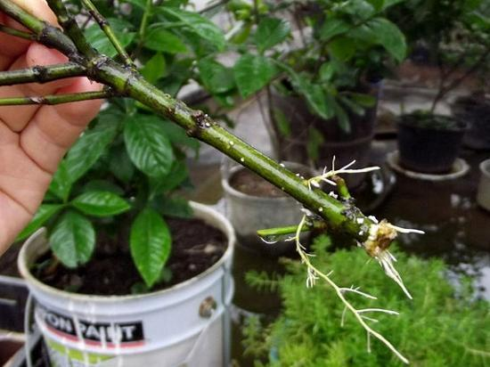 别用生根水了，这“3种”药片用上一粒，7天大白根更壮实！