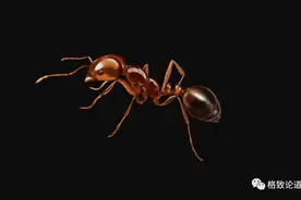 又能吃又能生的红火蚁，到底有多“恐怖”？图片