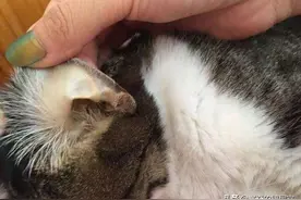 脂肪肝案例：狸花猫食欲废绝黄疸严重，胆汁酸保肝祛黄恢复快图片