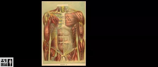 肌酸完全指南——关于肌酸你所需要了解的一切