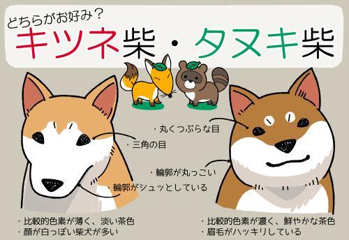 柴犬和秋田犬，还有人搞混这两种狗狗？一文告诉你两者的区别