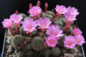养好仙人掌类和多肉植物，用土用盆大有讲究，最全配方看过来图片