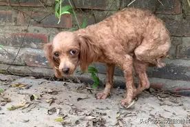 4岁泰迪被遗弃，后腿天生残缺，曾有一位“好主人”，却仍没好运图片