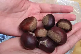 秋天，看到栗子我就买，放平底锅一煎，出锅口水直流，太香了图片
