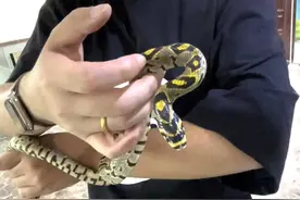 中国第一蛇村：800人养300万条蛇，每个人都被蛇咬过图片