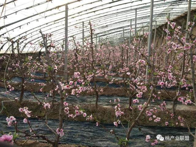 大棚桃提质增效需补钙