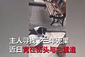 狗狗走丢3年和主人再重逢，再见面狗狗发出呜咽声，看到让人想哭图片