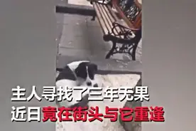 狗狗走丢3年和主人再重逢，再见面狗狗发出呜咽声，看到让人想哭图片