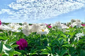 走！到锡林浩特南山看芍药花图片