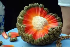 端午风物：粽子年年吃，包粽子用的是什么叶子？天南海北大不同图片