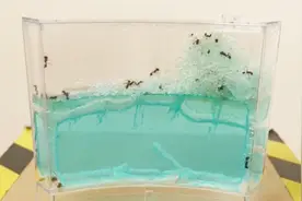 蚂蚁死后为何会被其他同伴搬走？老外实验，看到最后笑出声！视频封面