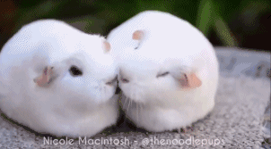 搞笑GIF图：荷兰猪小两口抢零食，瞬间石化图片