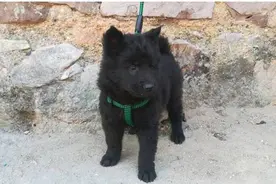 传说中土狗的霸王五黑犬，到底长啥样？图片