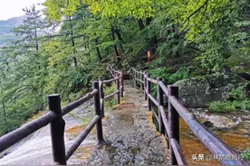 河南夏天的避暑秘境，适合中老年人的绝美景区，纯粹的绿色王国图片