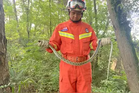 【我为群众办实事】菜花蛇误“闯”民宅 大龙消防抓蛇解民忧图片