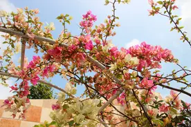 栽种三角梅盆栽，大盆栽种和小盆栽种的优势有何不同？图片