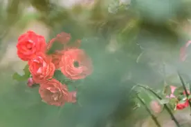 离婚了，为了儿子，守身如玉20年，值得吗？图片