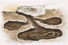 为什么蛇要冬眠而不是迁徙？冬眠的蛇会被其他动物吃掉吗？图片