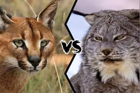 狞猫vs猞猁，谁的战斗力更强？体型决定了最终结果图片