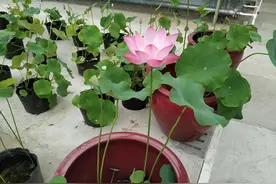 闲话大连莲花山寺图片