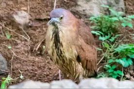 青岛灵山岛发现全球濒危物种栗鳽图片