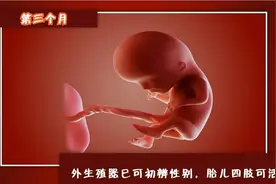 胎儿性别什么时候形成？精子和卵子相遇只是开始，还需关键一战图片